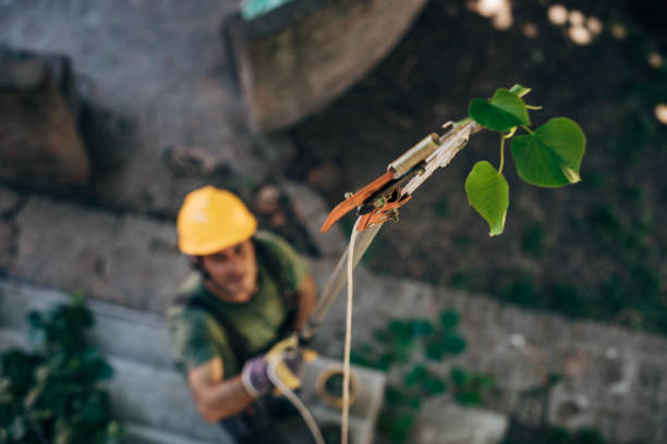 Best Arborist Consultation Services  in Walker, LA